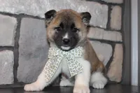 Akc Juno, a female Akita for sale in Massillon, OH – 1 of 7