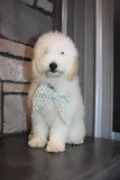 Mini Willow, a male Miniature Goldendoodle for sale in Massillon, OH – 5 of 7
