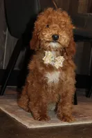 AKC Sadie, a female Poodle - Miniature  for sale in Massillon, OH – Photo 4 of 7