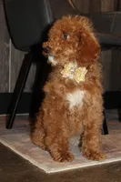 AKC Sadie, a female Poodle - Miniature  for sale in Massillon, OH – Photo 2 of 7