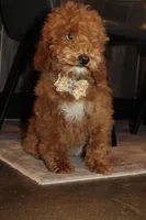 AKC Sadie, a female Poodle - Miniature  for sale in Massillon, OH – Photo 3 of 7