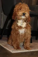 AKC Sadie, a female Poodle - Miniature  for sale in Massillon, OH – Photo 5 of 7