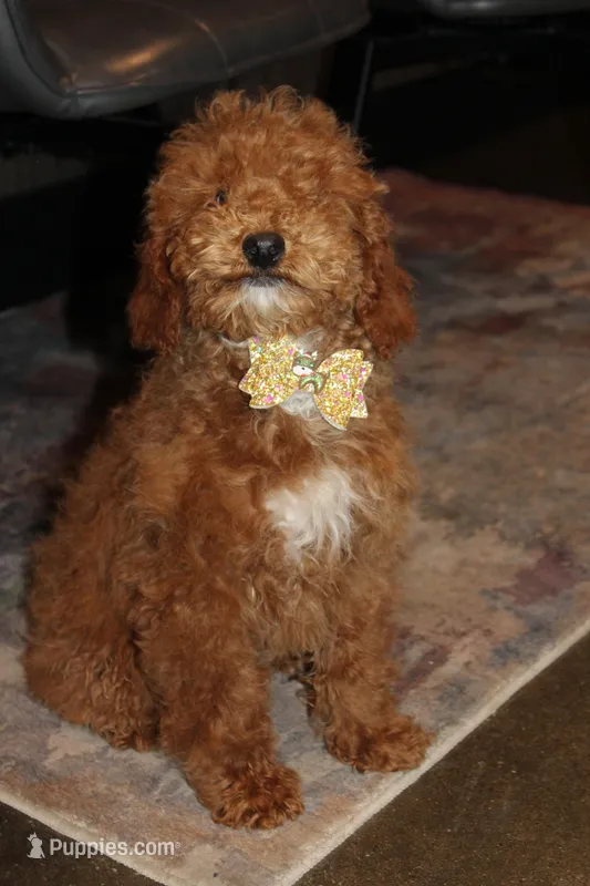 AKC Sadie – Poodle - Miniature  puppy for sale in Massillon, OH