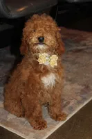 AKC Sadie, a female Poodle - Miniature  for sale in Massillon, OH – Photo 1 of 7