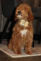 AKC Sadie, a female Poodle - Miniature  for sale in Massillon, OH – Photo 6 of 7