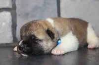 AKC Ruger, a male Akita for sale in Massillon, OH – 3 of 6