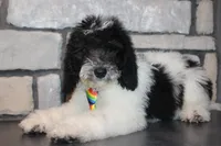 Mini Ollie, a male Miniature Goldendoodle for sale in Massillon, OH – 6 of 7