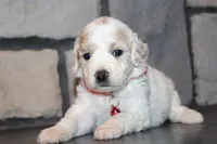AKC Lucy, a female Miniature Goldendoodle for sale in Massillon, OH – 2 of 10