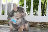 AKC Hank, a male French Bulldog for sale in Massillon, OH – 3 of 8