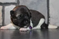 AKC Kuma, a female Akita for sale in Massillon, OH – 2 of 6