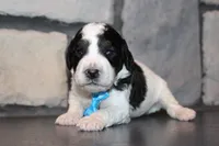 Mini Snoopy, a male Miniature Goldendoodle for sale in Massillon, OH – 1 of 5