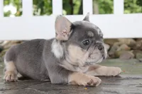 AKC Sadi, a female French Bulldog for sale in Massillon, OH – 7 of 10