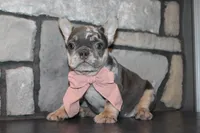 AKC Sadi, a female French Bulldog for sale in Massillon, OH – 8 of 10