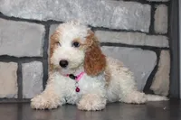 Mini Molly, a male Miniature Goldendoodle for sale in Massillon, OH – 2 of 10