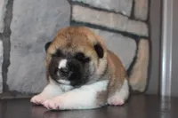 AKC Milo, a male Akita for sale in Massillon, OH – 3 of 10