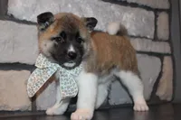 Akc Juno, a female Akita for sale in Massillon, OH – 6 of 7