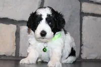 Akc Max, a male Poodle - Miniature  for sale in Massillon, OH – 5 of 5