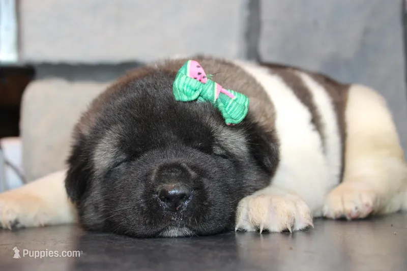 AKC Molly  – Akita puppy for sale in Massillon, OH