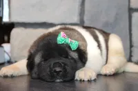 AKC Molly , a female Akita for sale in Massillon, OH – Photo 8 of 8