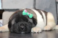 AKC Molly , a female Akita for sale in Massillon, OH – Photo 7 of 8
