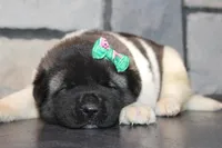 AKC Molly , a female Akita for sale in Massillon, OH – Photo 6 of 8