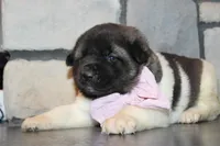 AKC Molly , a female Akita for sale in Massillon, OH – Photo 3 of 8