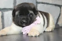 AKC Molly , a female Akita for sale in Massillon, OH – Photo 2 of 8