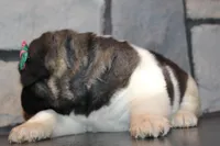 AKC Molly , a female Akita for sale in Massillon, OH – Photo 4 of 8