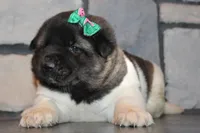 AKC Molly , a female Akita for sale in Massillon, OH – Photo 5 of 8
