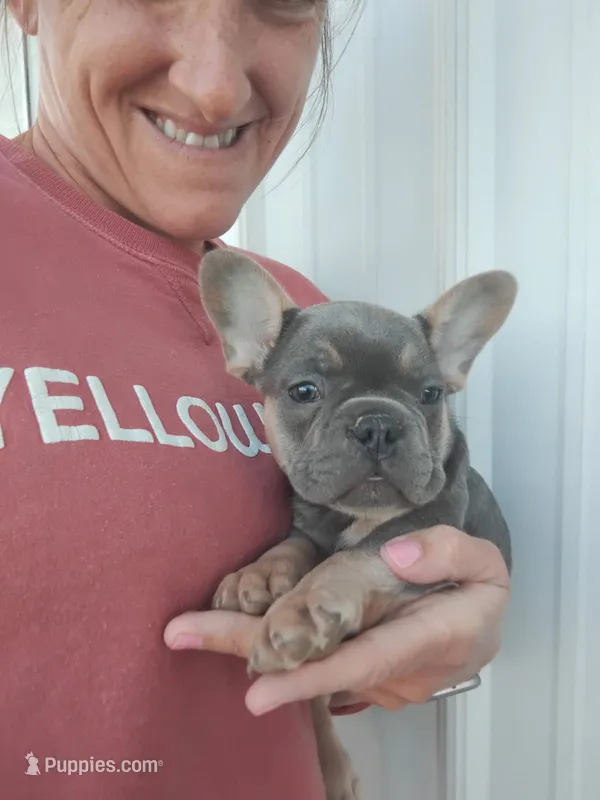 AKC Jack, a male French Bulldog for sale in Massillon, OH – 1 of 9