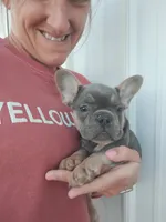 AKC Jack, a male French Bulldog for sale in Massillon, OH – 1 of 9