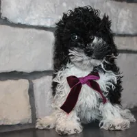 AkC Molly, a female Poodle - Miniature  for sale in Massillon, OH – Photo 9 of 10