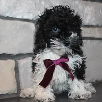 AkC Molly, a female Poodle - Miniature  for sale in Massillon, OH – Photo 3 of 10