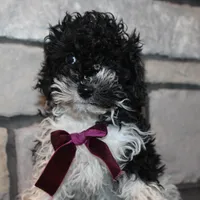 AkC Molly, a female Poodle - Miniature  for sale in Massillon, OH – Photo 8 of 10