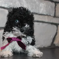 AkC Molly, a female Poodle - Miniature  for sale in Massillon, OH – Photo 6 of 10