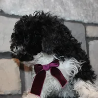 AkC Molly, a female Poodle - Miniature  for sale in Massillon, OH – Photo 7 of 10