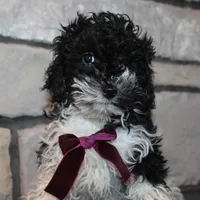 AkC Molly, a female Poodle - Miniature  for sale in Massillon, OH – Photo 1 of 10