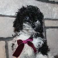AkC Molly, a female Poodle - Miniature  for sale in Massillon, OH – Photo 2 of 10