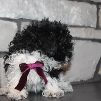 AkC Molly, a female Poodle - Miniature  for sale in Massillon, OH – Photo 5 of 10