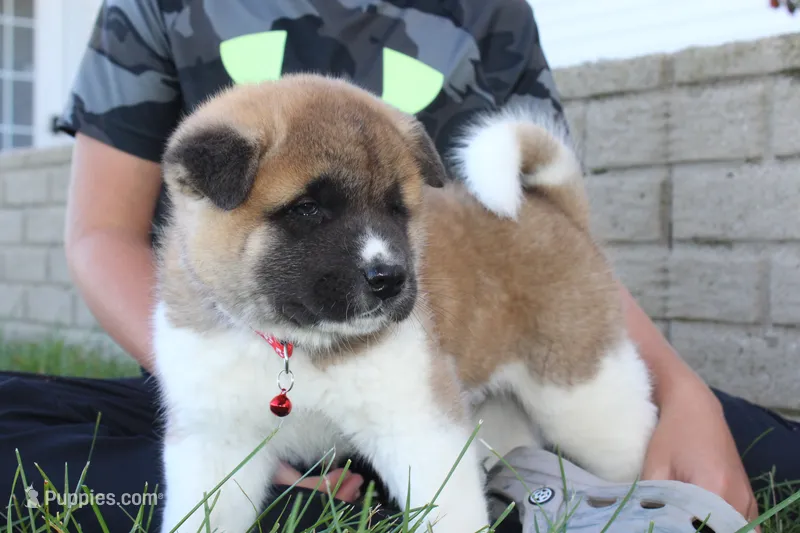 AKC Milo – Akita puppy for sale in Massillon, OH