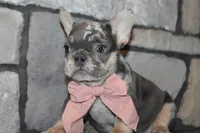 AKC Sadi, a female French Bulldog for sale in Massillon, OH – 6 of 10