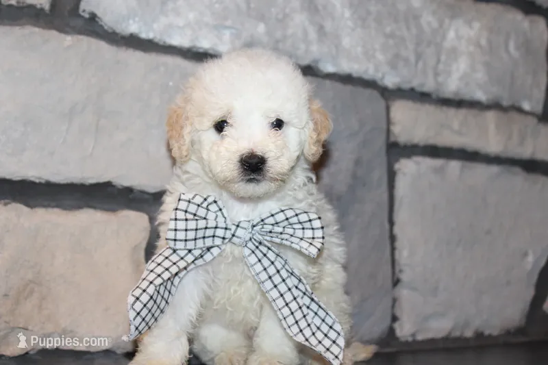 Mini Sadie – Miniature Goldendoodle puppy for sale in Massillon, OH