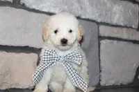 Mini Sadie, a female Miniature Goldendoodle for sale in Massillon, OH – 1 of 6