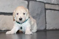 Jax, a male Poodle - Miniature  for sale in Massillon, OH – 4 of 6