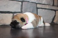 Akc Kuna, a female Akita for sale in Massillon, OH – 6 of 9