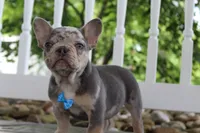 AKC Hank, a male French Bulldog for sale in Massillon, OH – 5 of 8