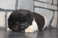 AKC Falcon, a male Akita for sale in Massillon, OH – Photo 3 of 6