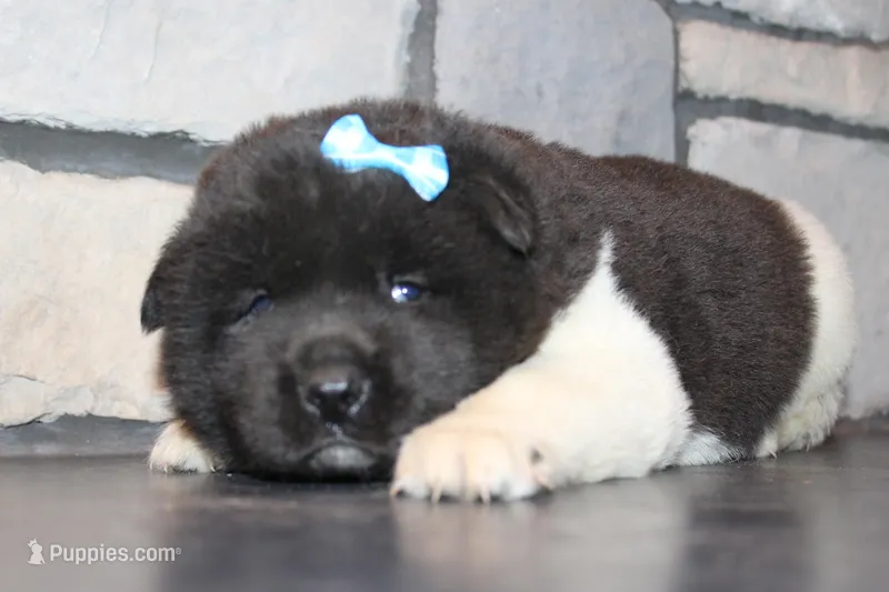 AKC Falcon – Akita puppy for sale in Massillon, OH