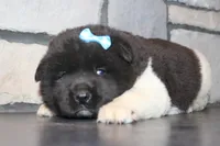 AKC Falcon, a male Akita for sale in Massillon, OH – Photo 1 of 6