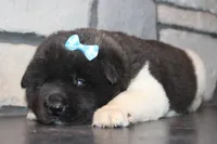 AKC Falcon, a male Akita for sale in Massillon, OH – Photo 5 of 6
